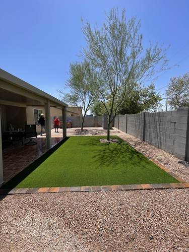 Artificial turf backyard with a newly planted desert tree