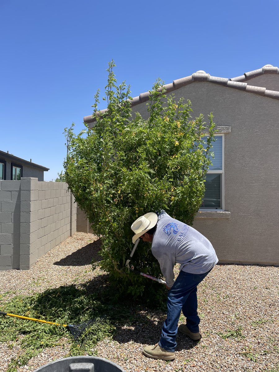 Bacson Landscaping crew member shearing an overgrown shrub back off a house wall