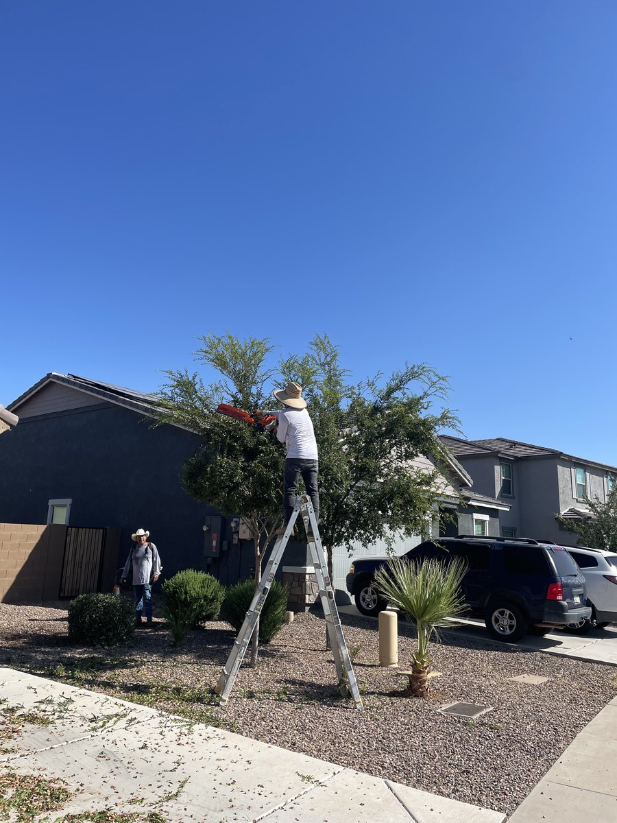 Two-man crew trimming a front yard tree from a ladder while a second worker clears debris