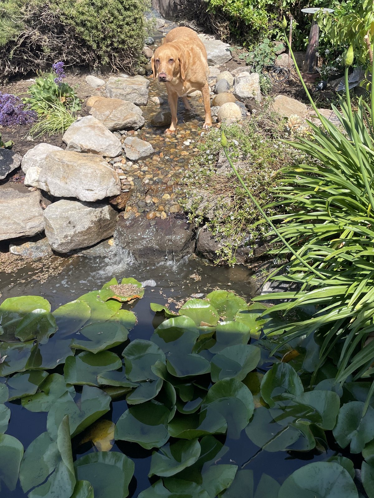 Backyard pond in Casa Grande with a rock waterfall, stone stream bed and water lilies &mdash; the homeowner&rsquo;s dog inspecting our work