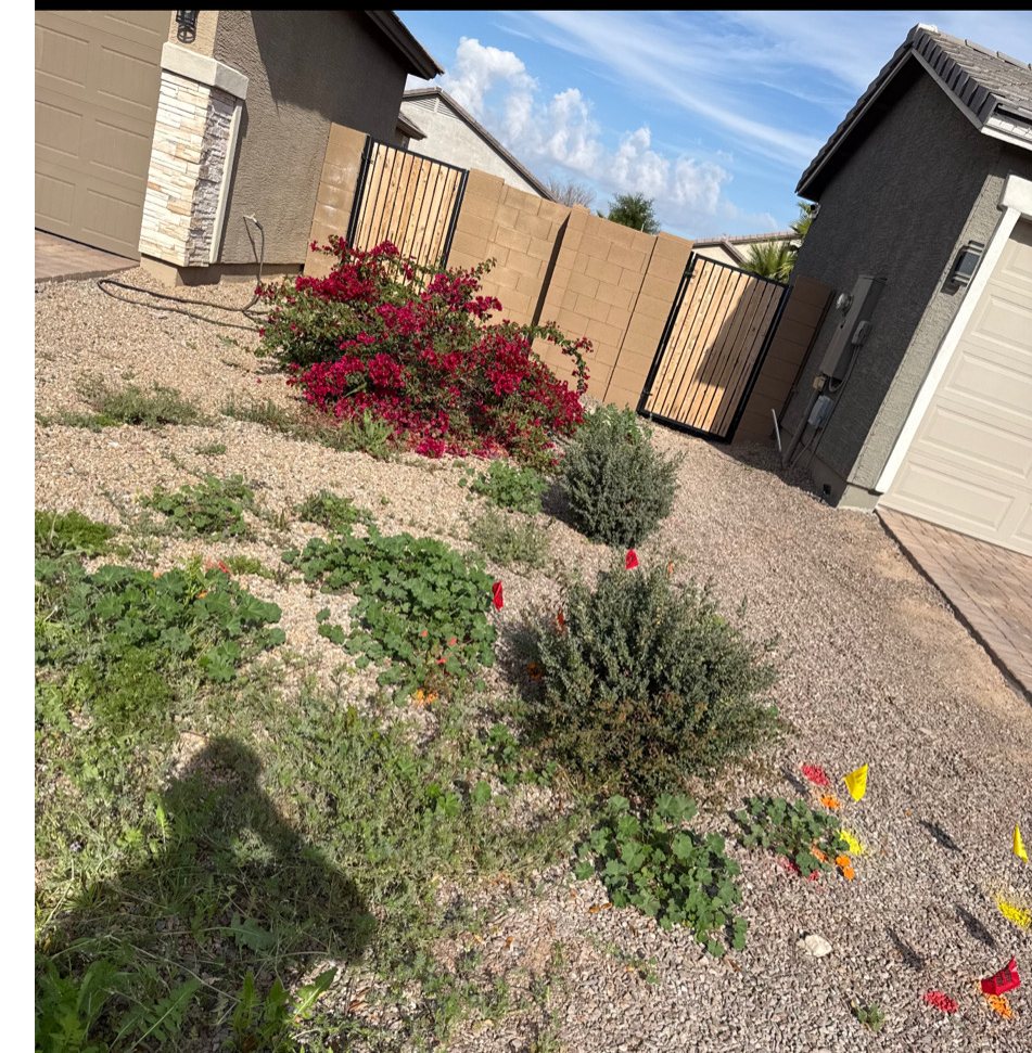 Weedy front yard slope before pre-emergent application